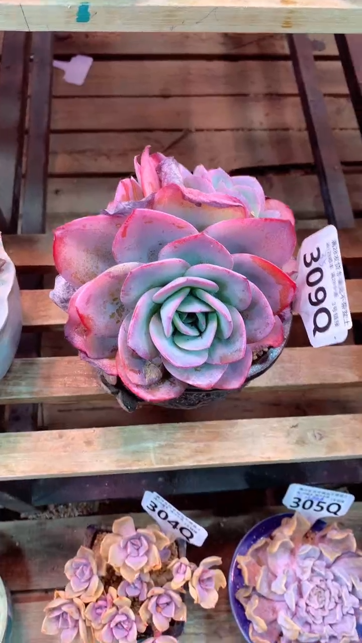 309Q（一物一拍，精品多肉，所见即所得 ）