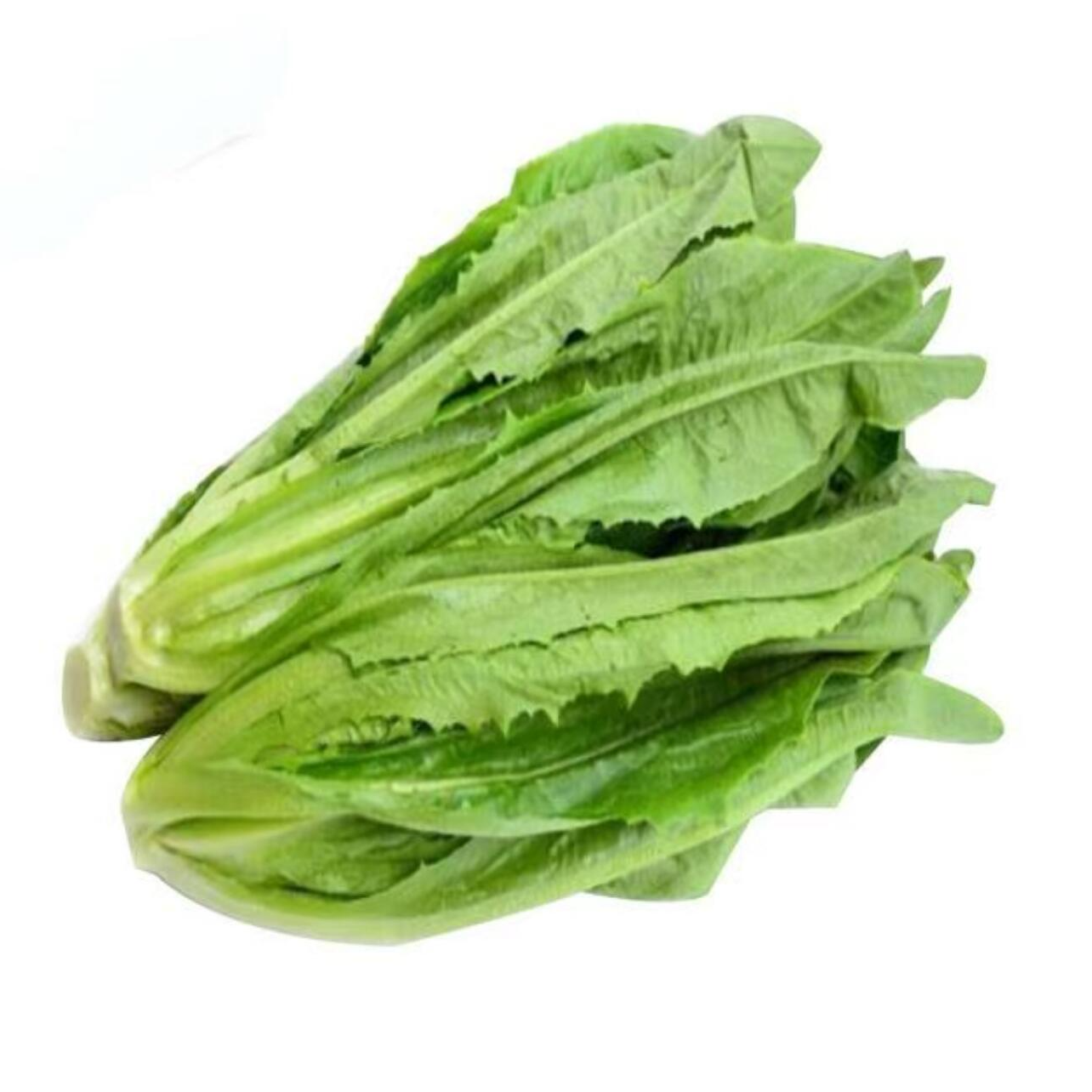 油麦菜1份约500g