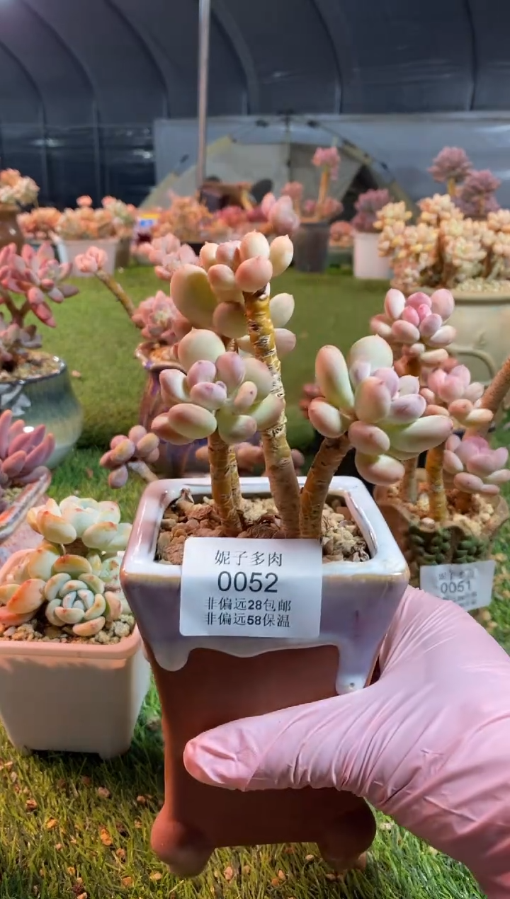 【闪购商品】0052a