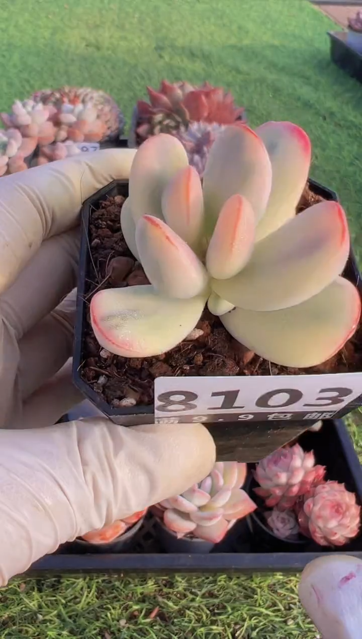 【闪购商品】信福多肉一物一拍