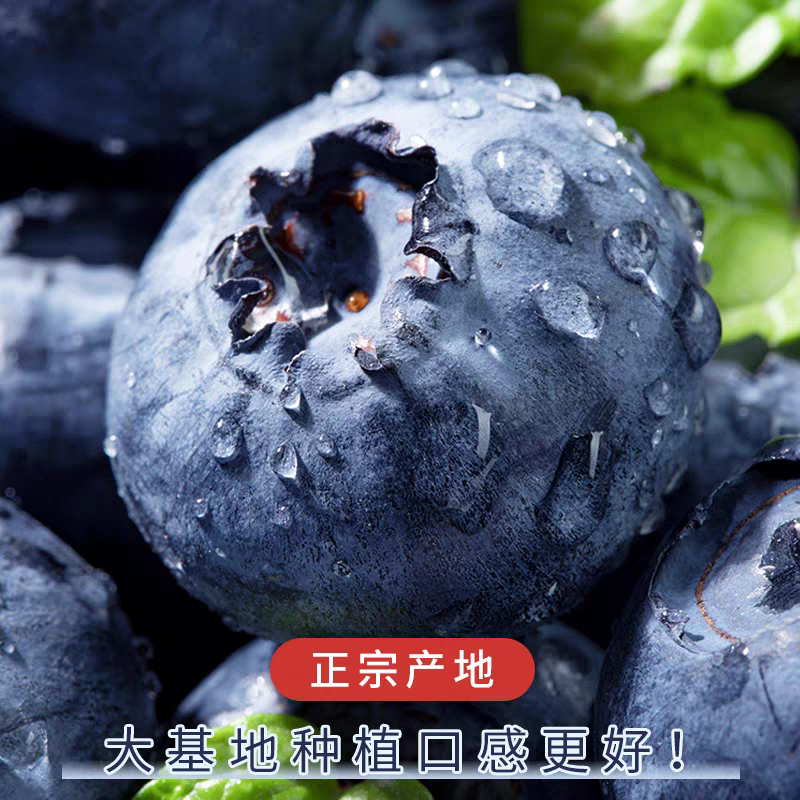 [娟娟蓝莓] 中大果净重2斤 12-15mm 苏北蓝莓孕婴辅食水果1斤/盒