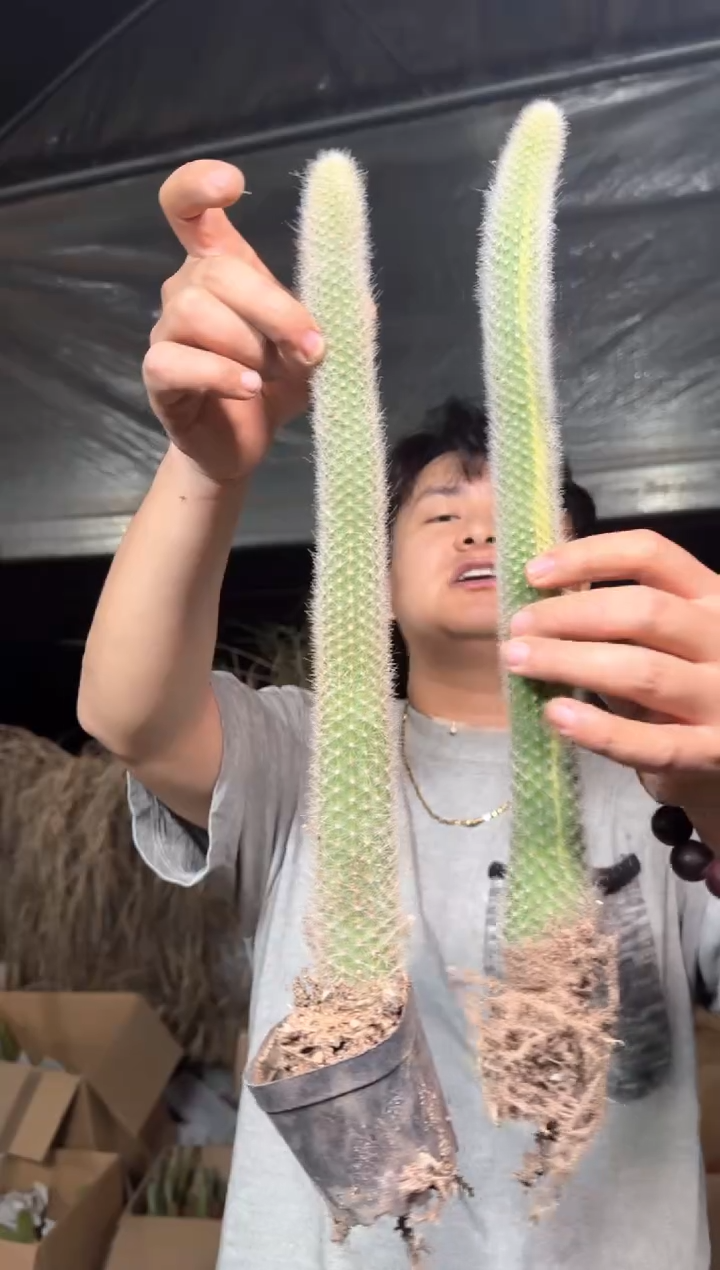 2颗 九尾狐 自然锦【带根】