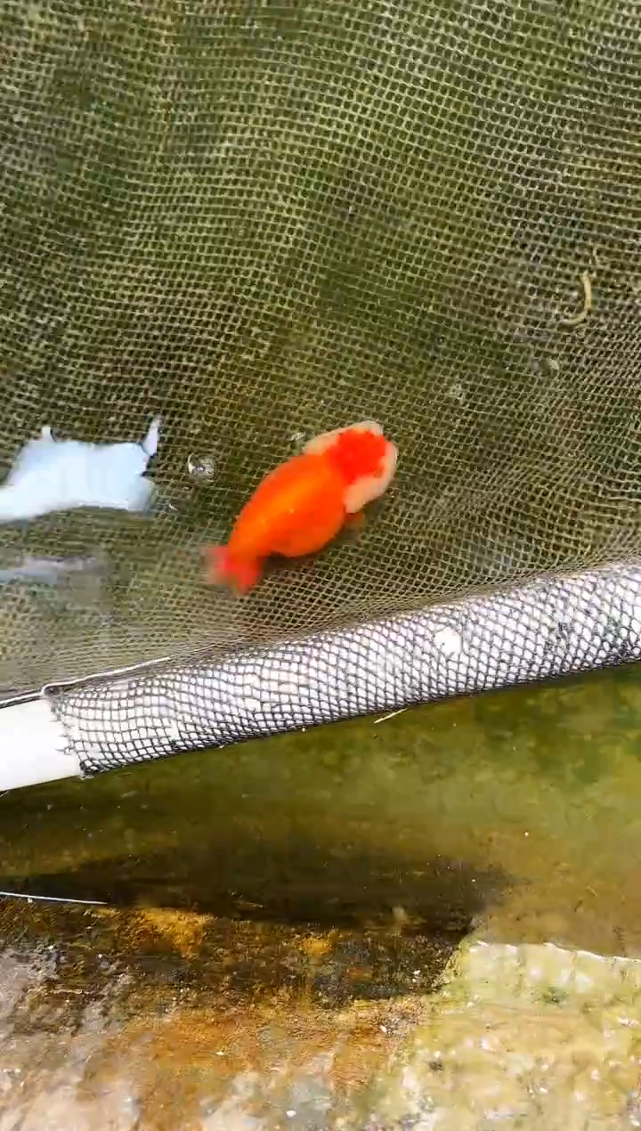 金鱼懒*写水娃娃渔场兰寿观赏鱼 不包邮