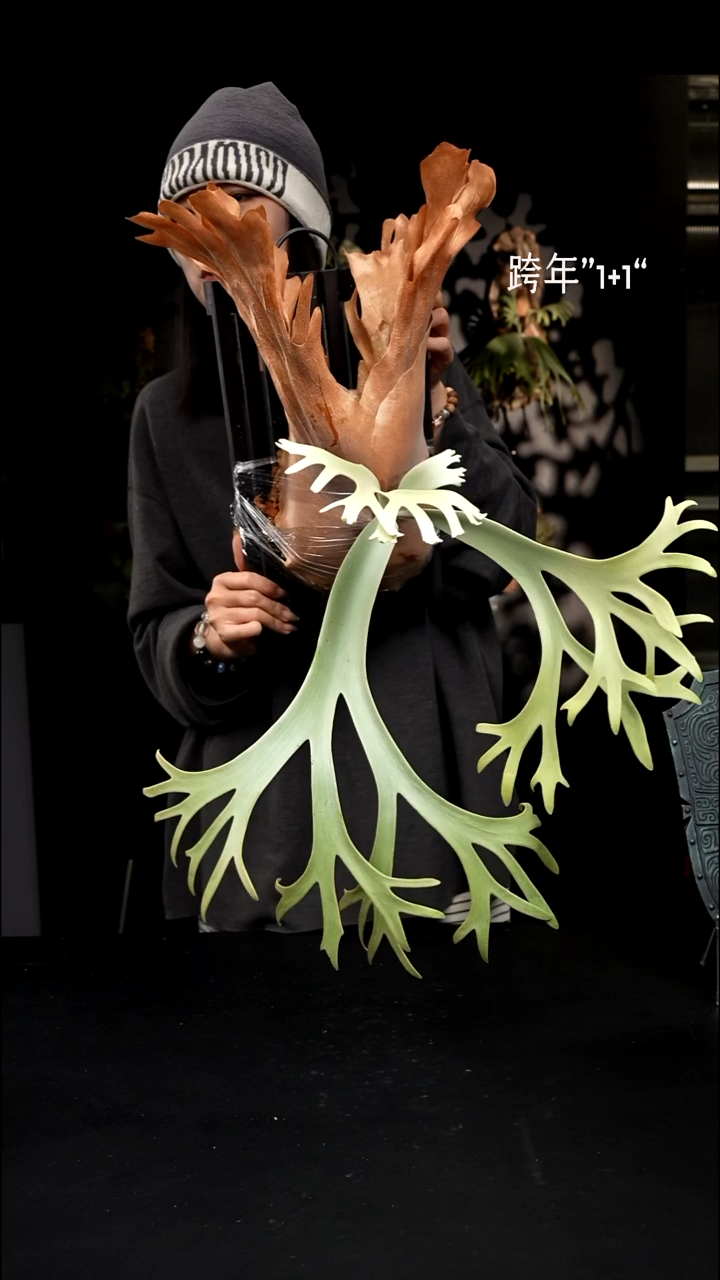 不开花植物LC1231-07 黄月