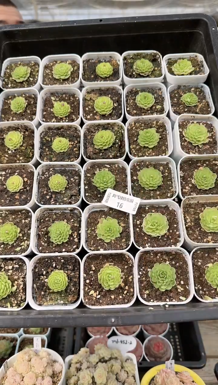 1226-16爱丽丝捕虫堇单头多肉量拍任意发一颗群生不包整