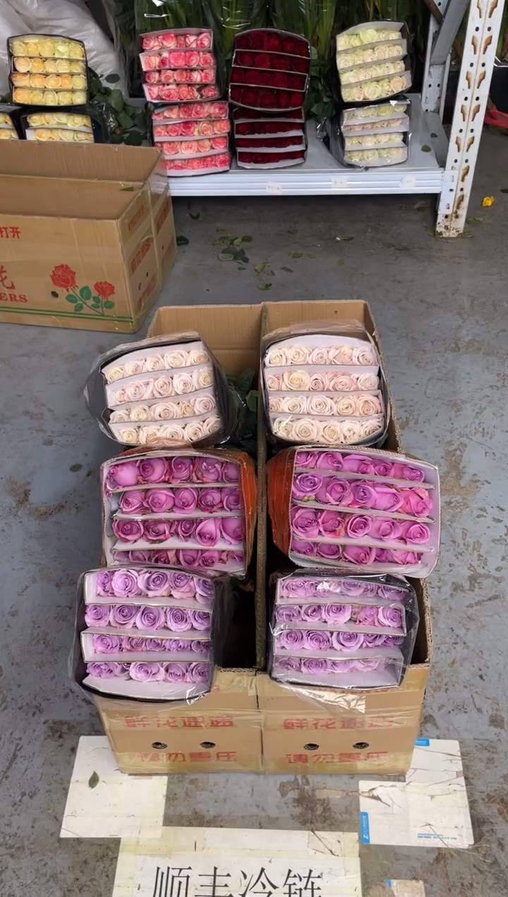 紫霞20枝+海洋之歌20枝+曼塔20枝