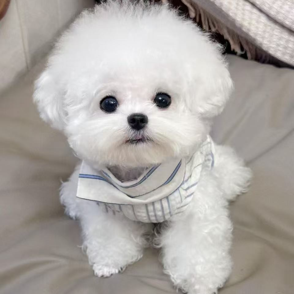 比熊小型犬宠物                           衣服        TT