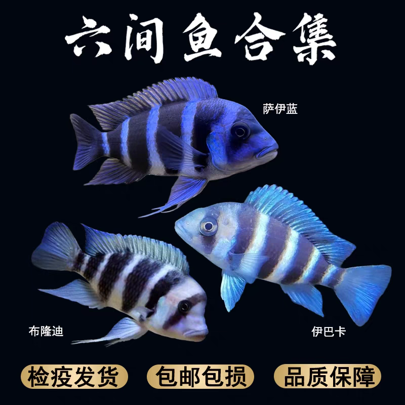 伊巴卡六间布隆迪六间等三湖慈鲷中大型热带活体观赏鱼好看好养活