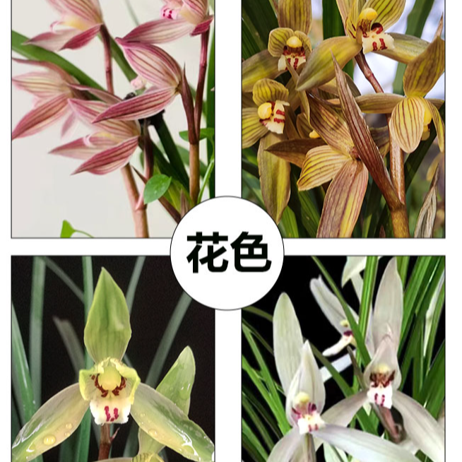 精品好养兰花盆栽四季开花适合室内外摆放的绿植花卉