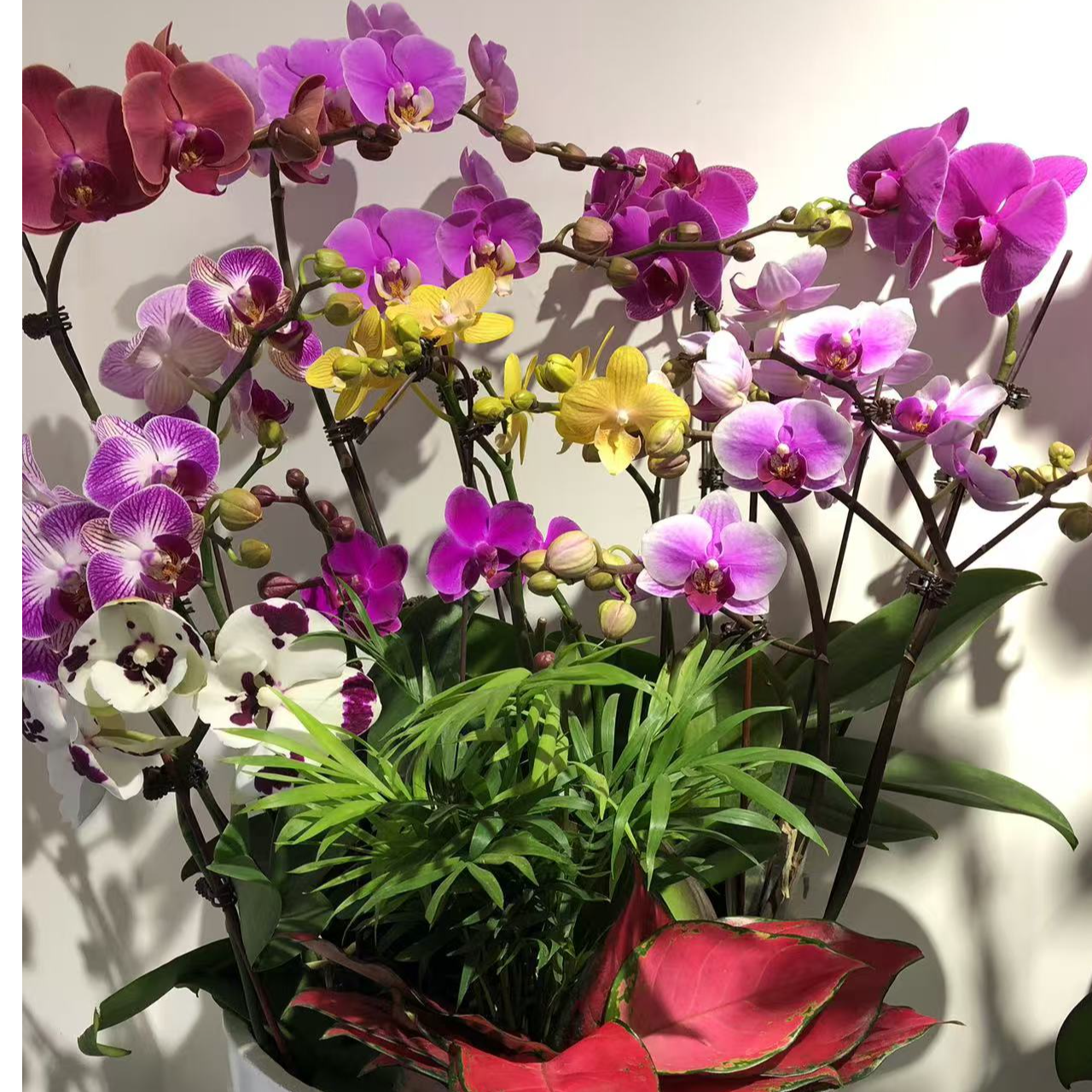 彩拼蝴蝶兰陶瓷盆年宵花