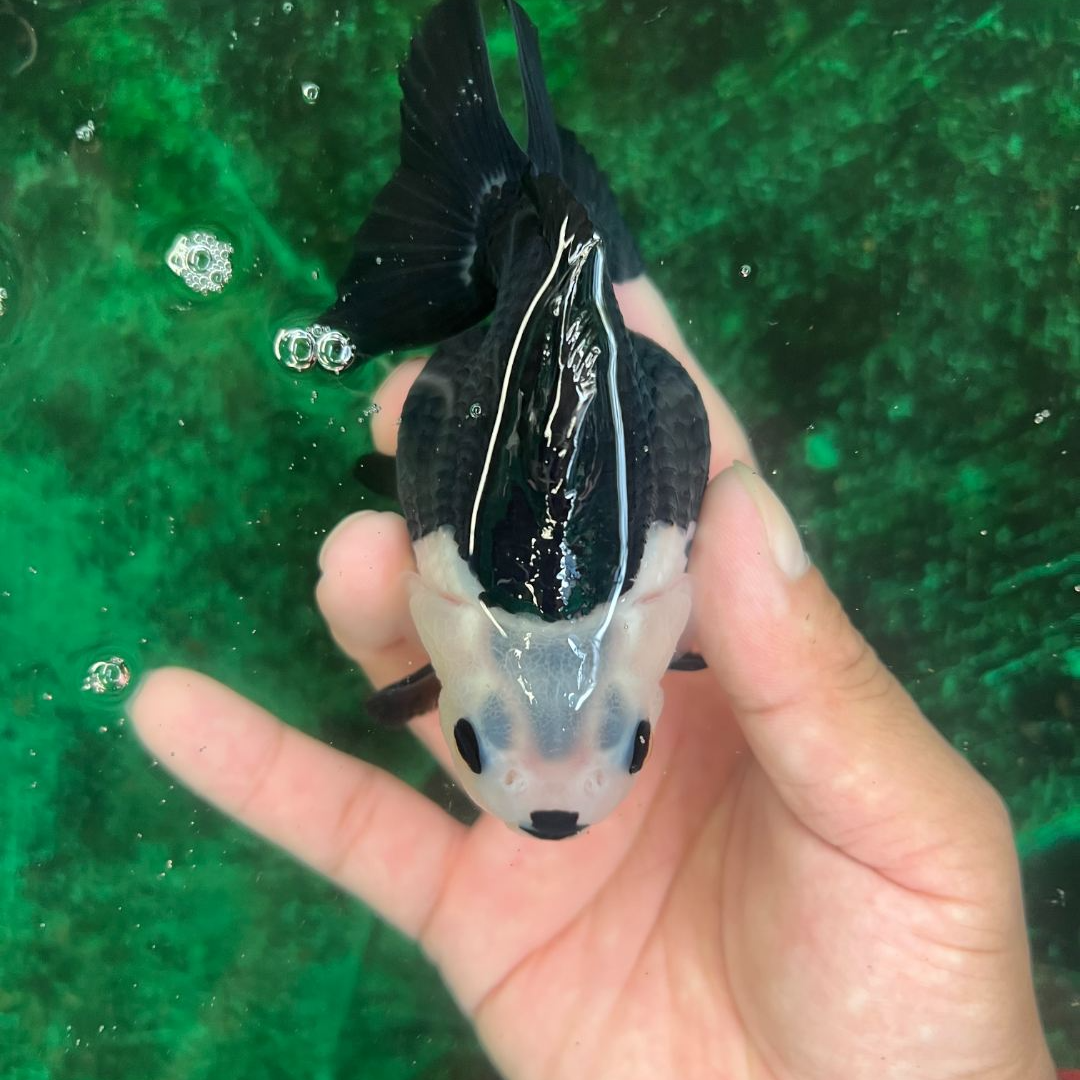 黑白三色玛丽泰狮专用链接