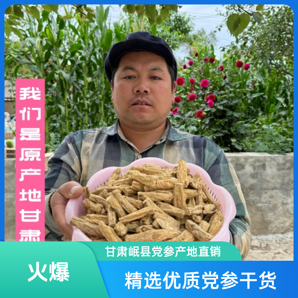 甘岷哥【岷县党参段】岷县党参段干货产地直销