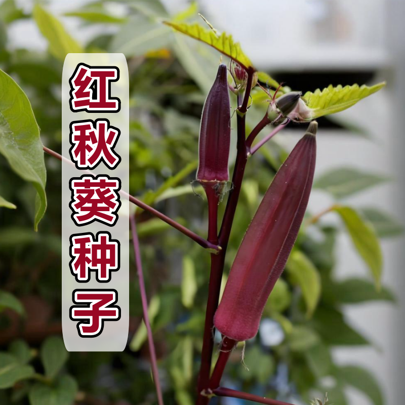 【红秋葵种子】草莓秋葵种籽家庭阳台小院盆栽地栽四季可种易栽易活