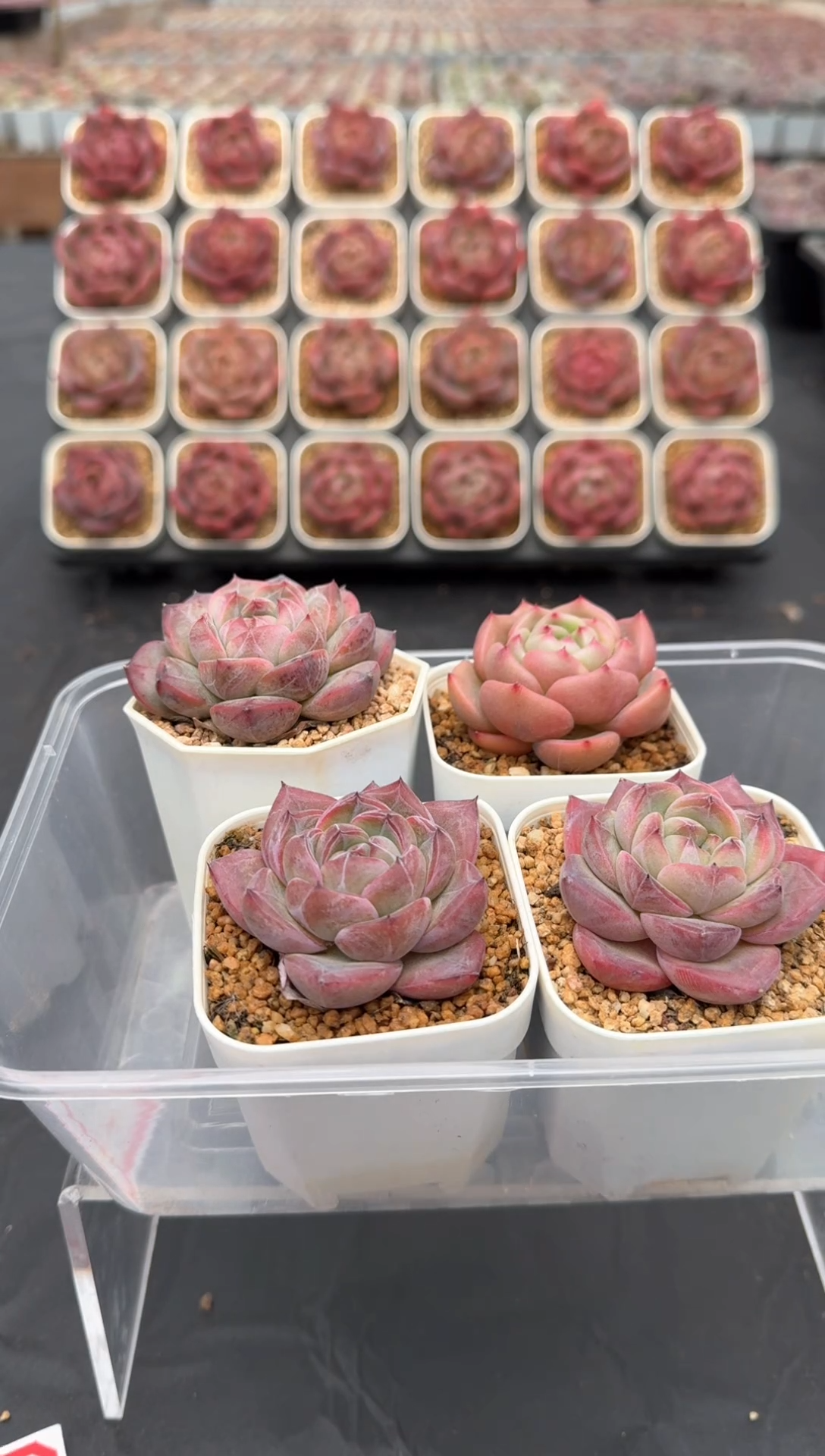 【闪购商品】543号一物一拍4-7cm包邮4颗