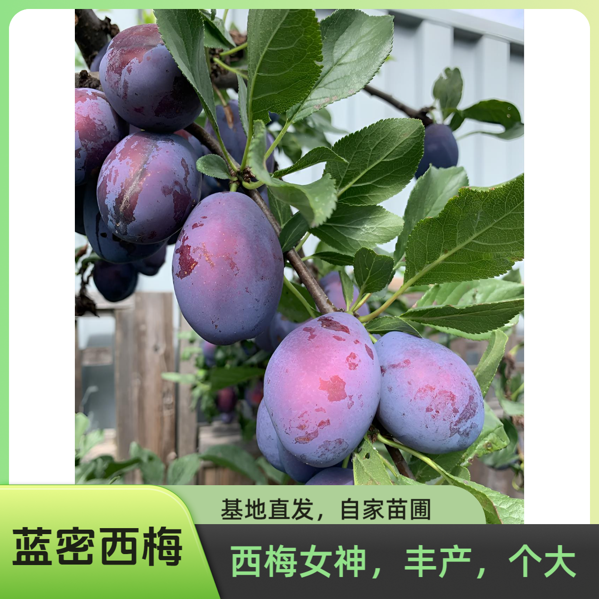 【蓝密西梅】嫁接苗 特大蓝密南北方盆栽地栽种植果树苗