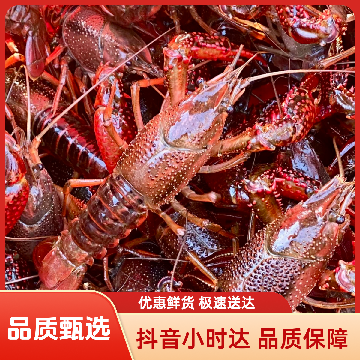 (中号)小龙虾3斤装 共50只左右
