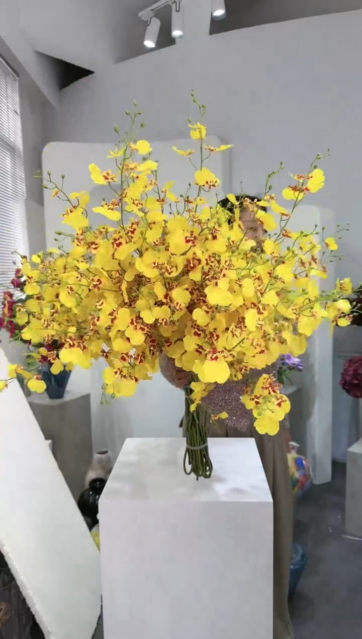 【闪购商品】藤拍10到13黄色跳舞兰