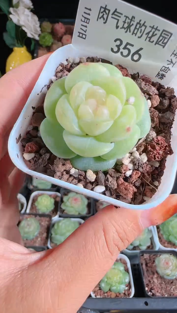 1117-356星月麦秆群生不包整