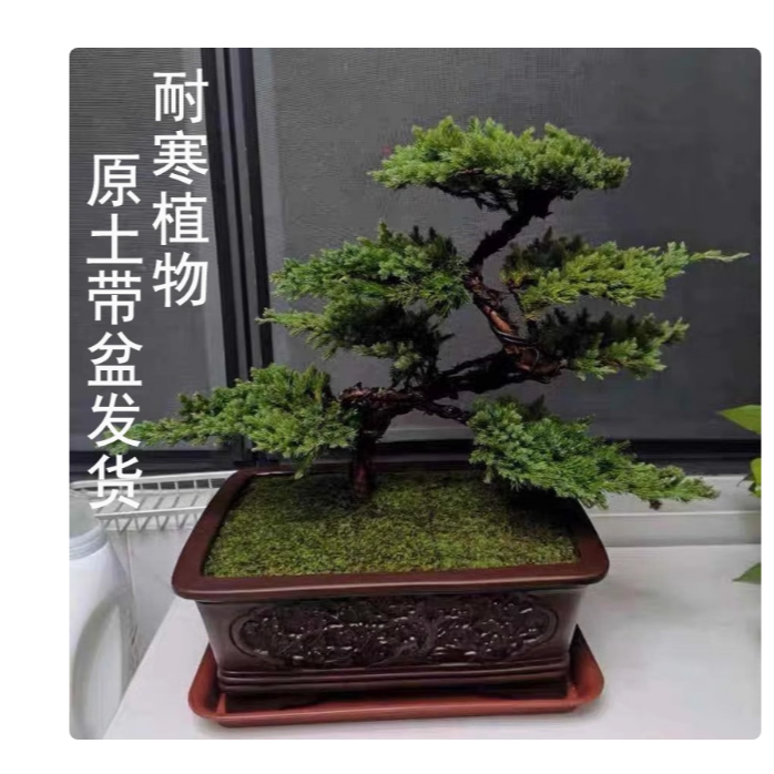 迎客松盆景真树盆栽摆件玄关茶桌办公室书房绿植造型盆景四季长青