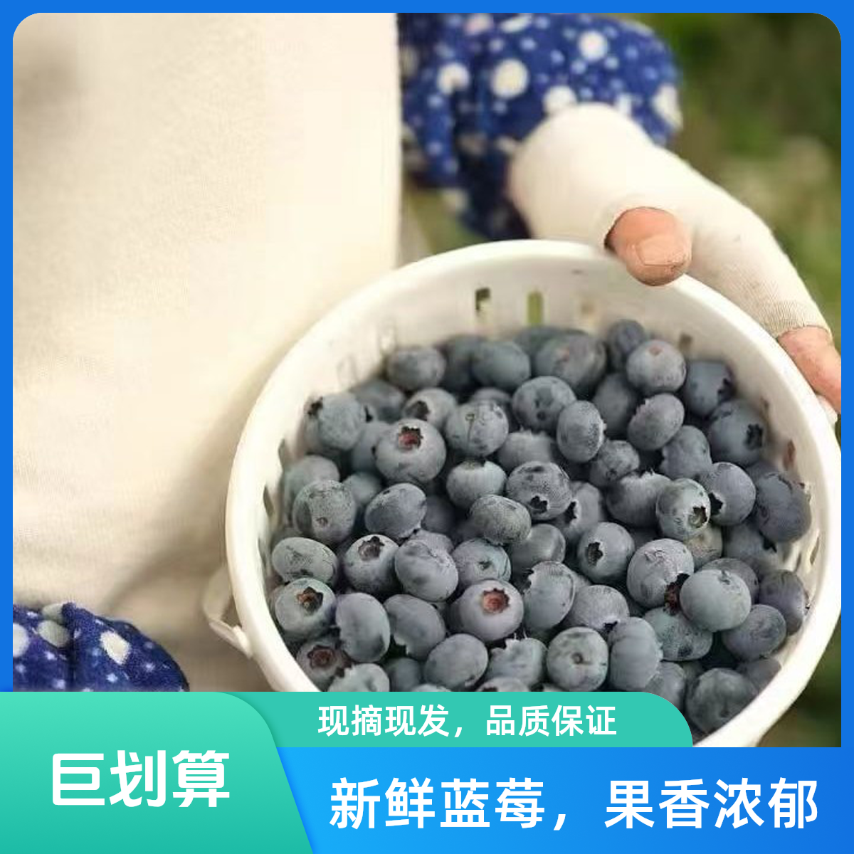 云南产地溯源直发L25花香蓝莓15mm（1桶450克）云南蓝莓云南省昆明市