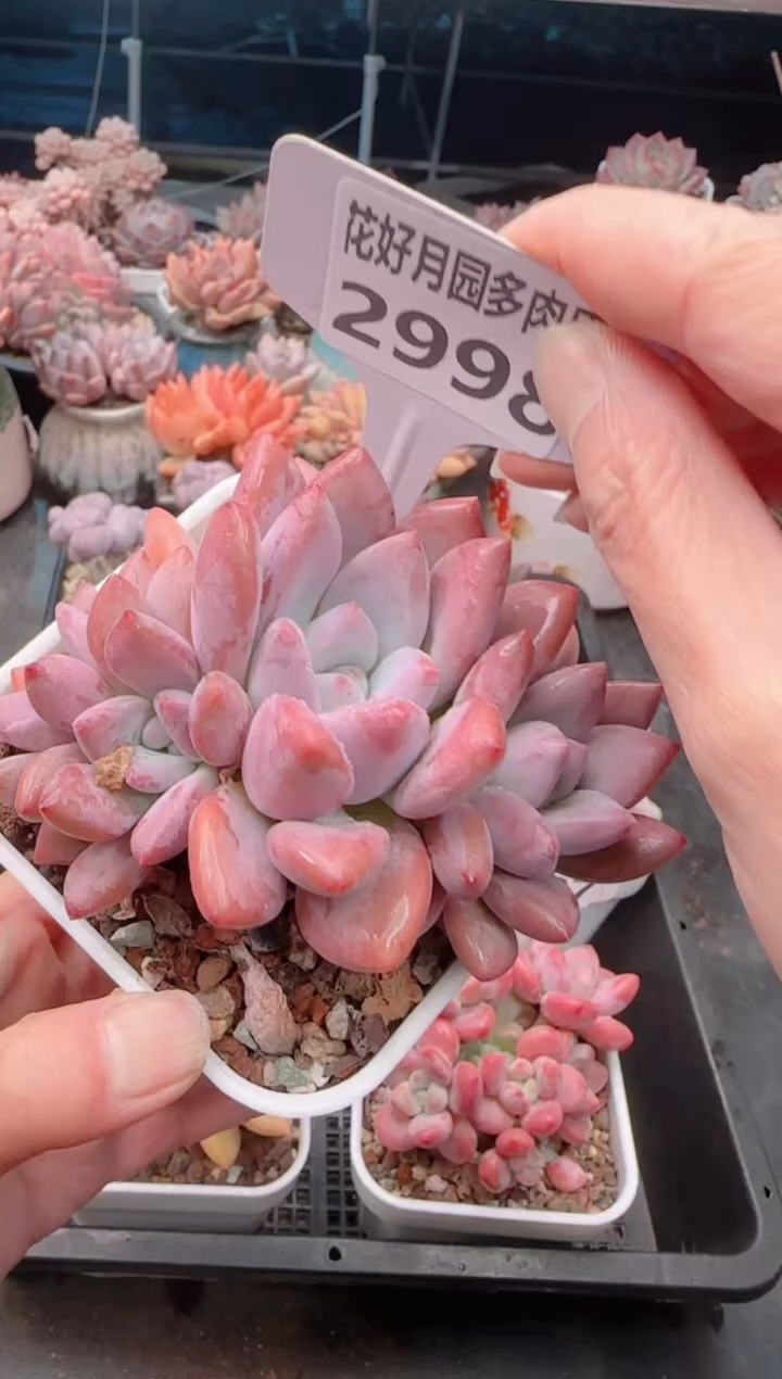 【闪购商品】2998.