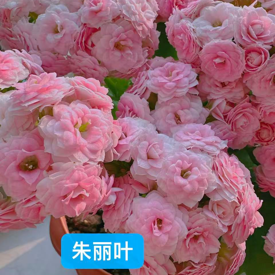 130朱丽叶长寿花