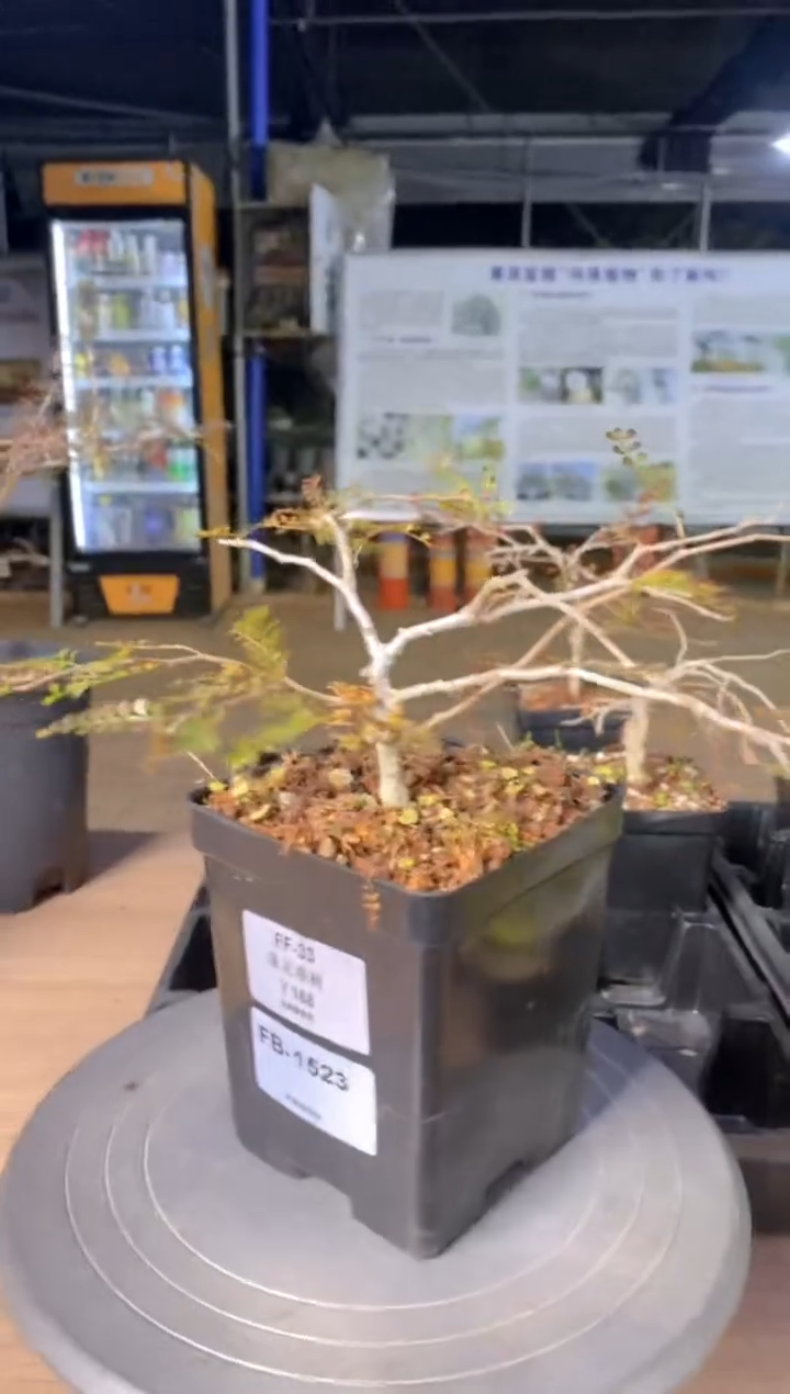 【闪购商品】象足漆树FB-1523