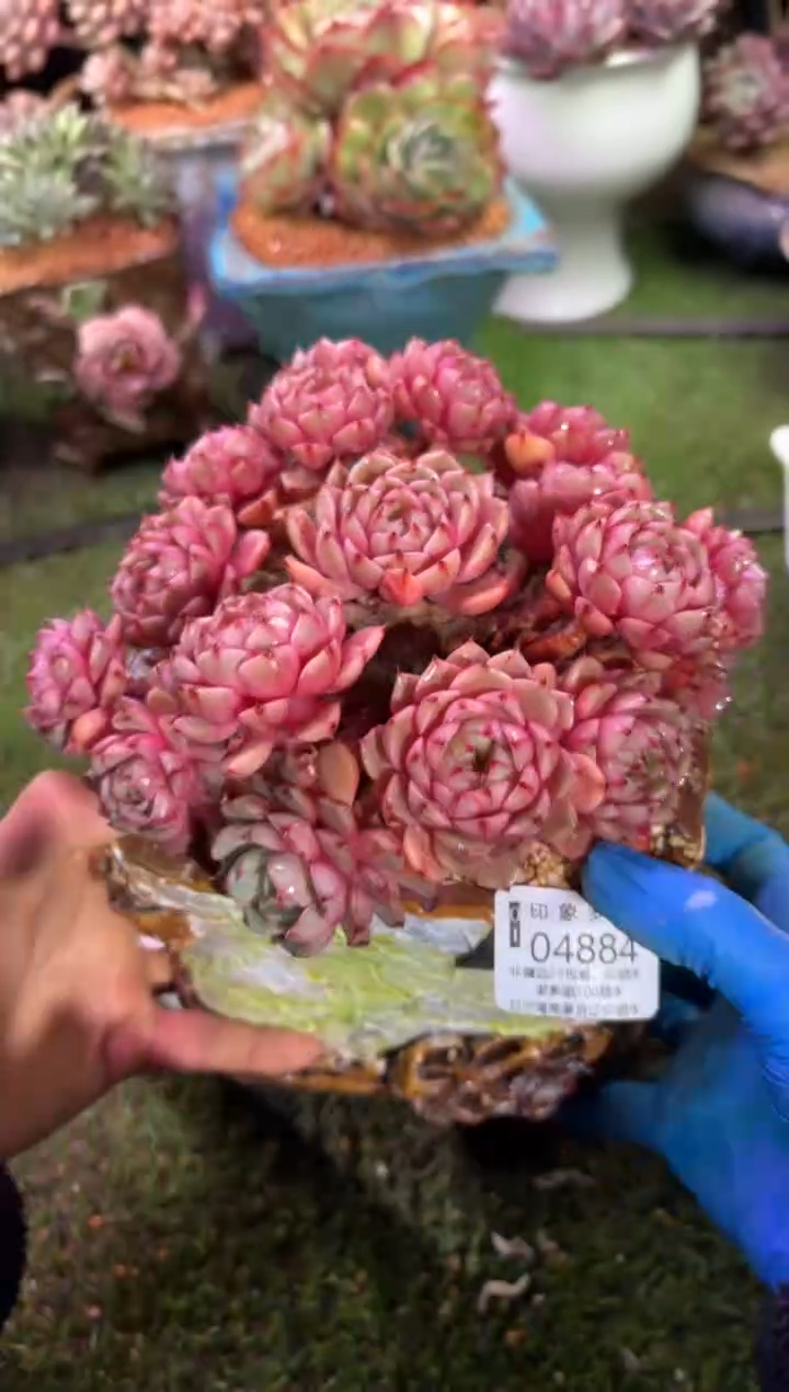 【闪购商品】04884