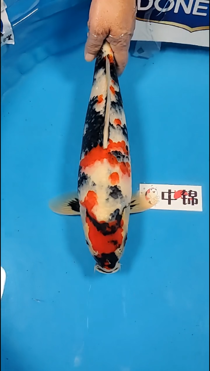 锦鲤【251216-38】昭和三色 44公分 不详 (海怡)寄养至26年5月
