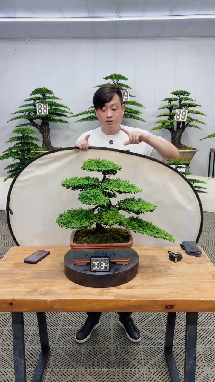 无花朵造型盆景一物一拍