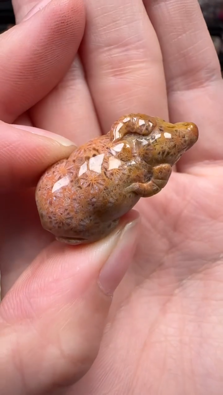 颈饰未镶嵌硅化珊瑚（珊瑚玉）358