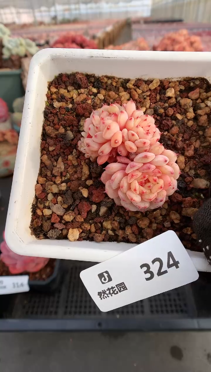 【闪购商品】324白胖缀一物一拍