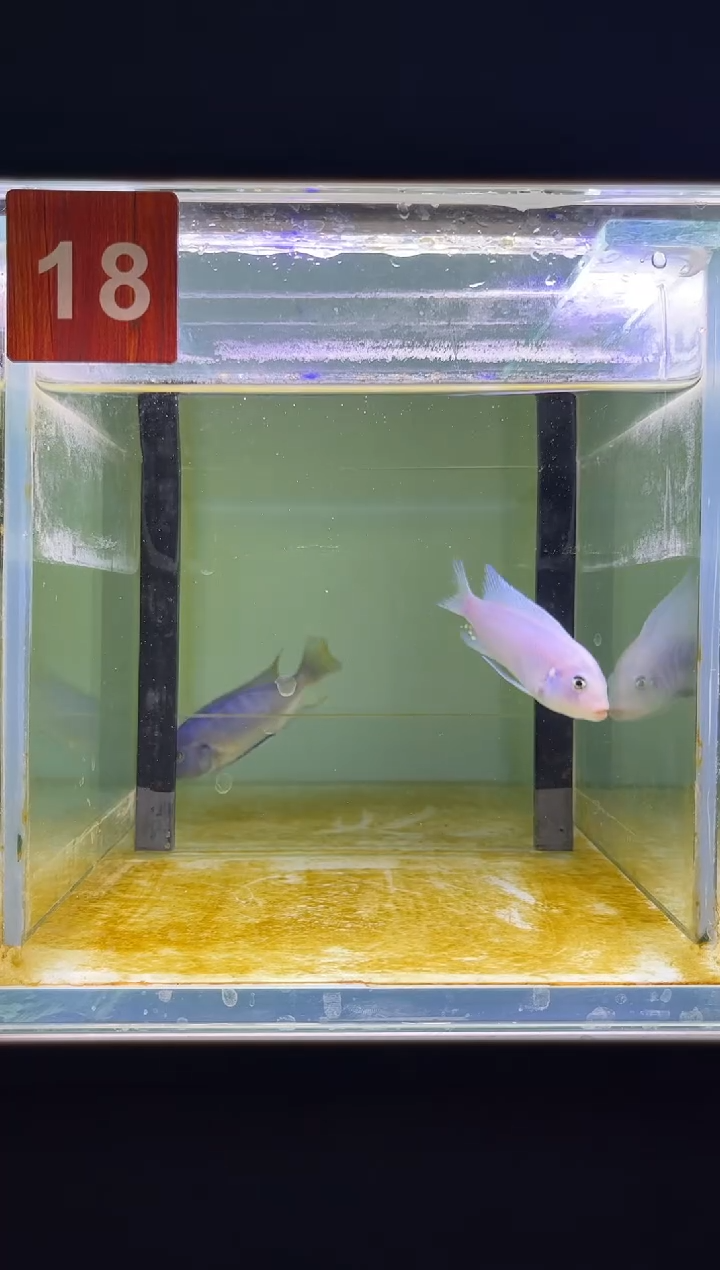 海水三湖慈鲷野生