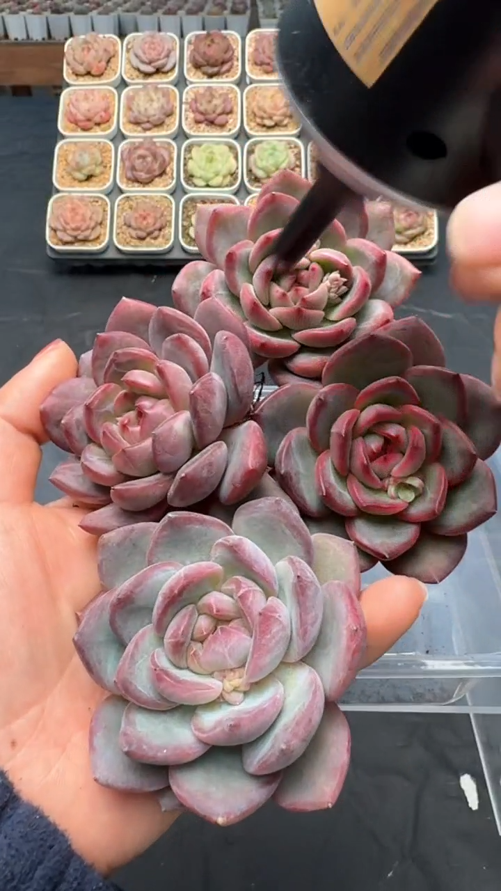 【闪购商品】989号 一物一拍 包邮 4颗