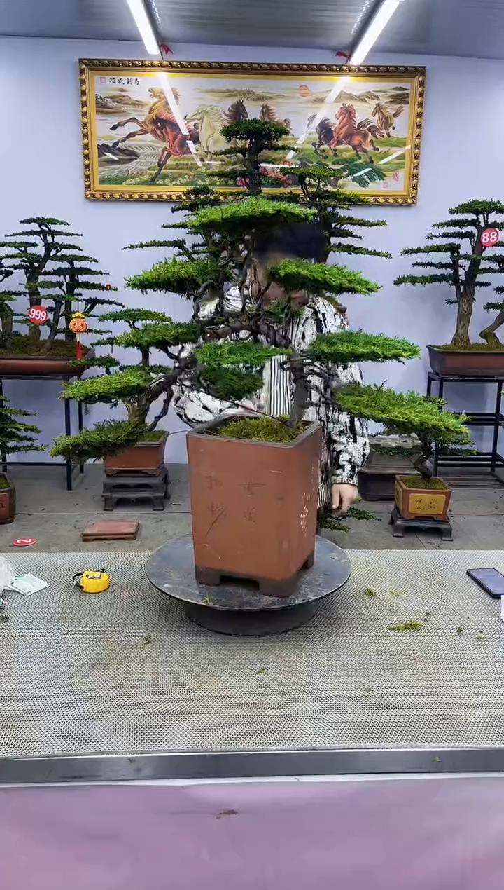 【闪购商品】八斗松/松类活物造型盆景，以直播间截图为啊啊