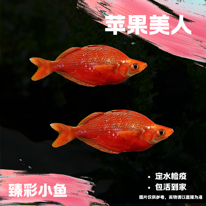 【臻彩小鱼】红苹果美人小型观赏鱼热带鱼美人鱼群游皮实好养耐活