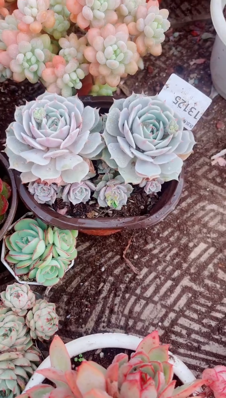 碧*跃跃精品多肉13125