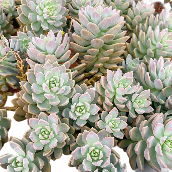 精品老桩大淡雪 新手必拍 好看好养 精品多肉植物云南发货