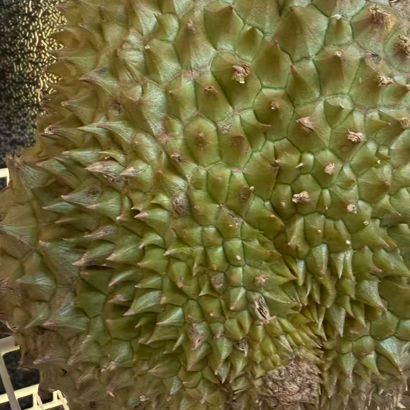 超级福利【生包 死包 湿包 偏软 介意勿拍新鲜榴莲】泰国树熟金枕鲜榴莲核小斤同城配送金枕泰国