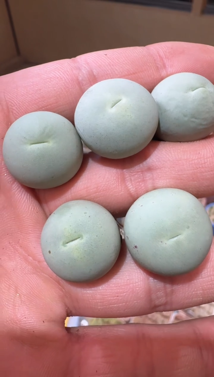 4-189多肉植物肉锥鸽子蛋一颗