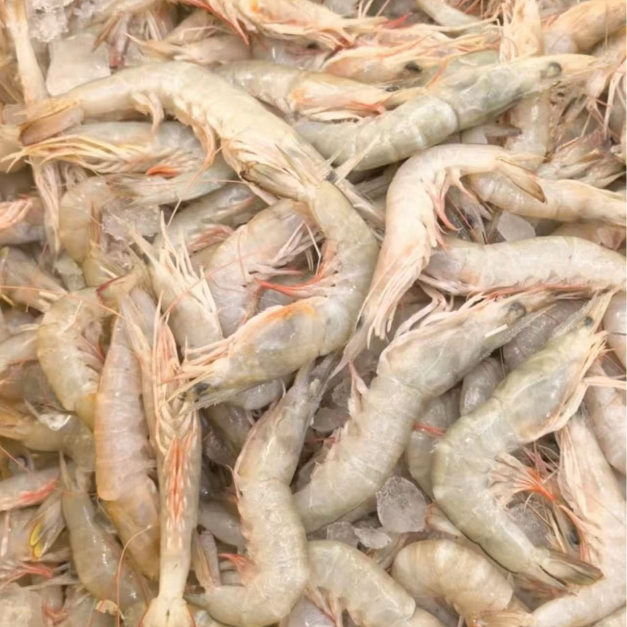 【魏来海鲜】野生沙虾 鲜甜可口 泉州发货沙卢虾顺丰新鲜到家