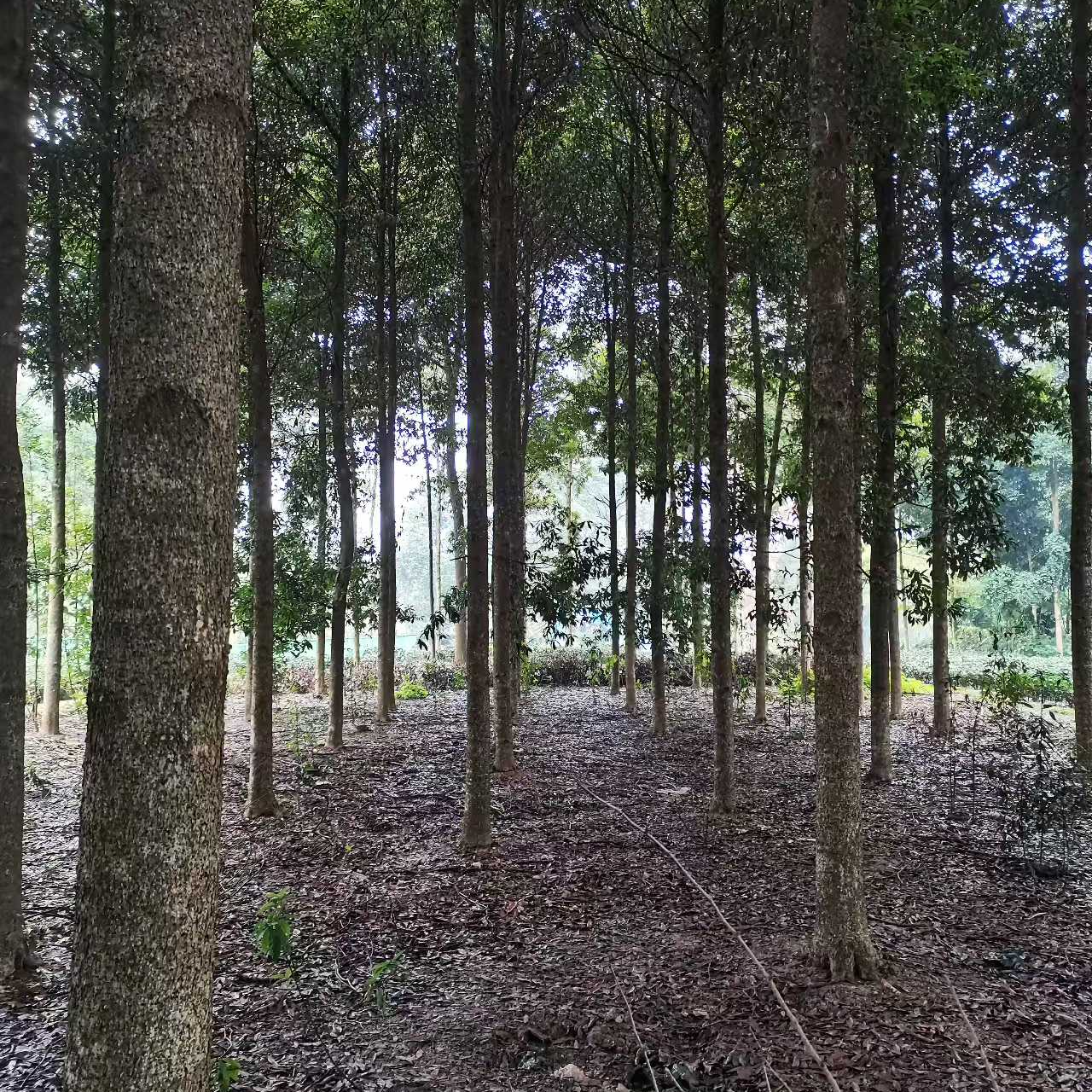 四川金丝楠木小叶桢楠苗