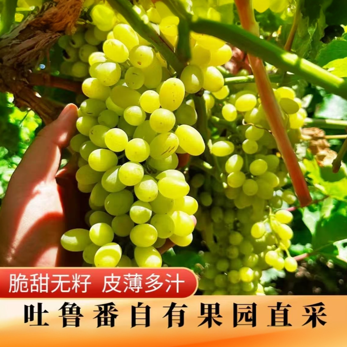 新疆吐鲁番当季新鲜水果无核白葡萄马奶提无籽皮薄脆新疆维吾尔自治区