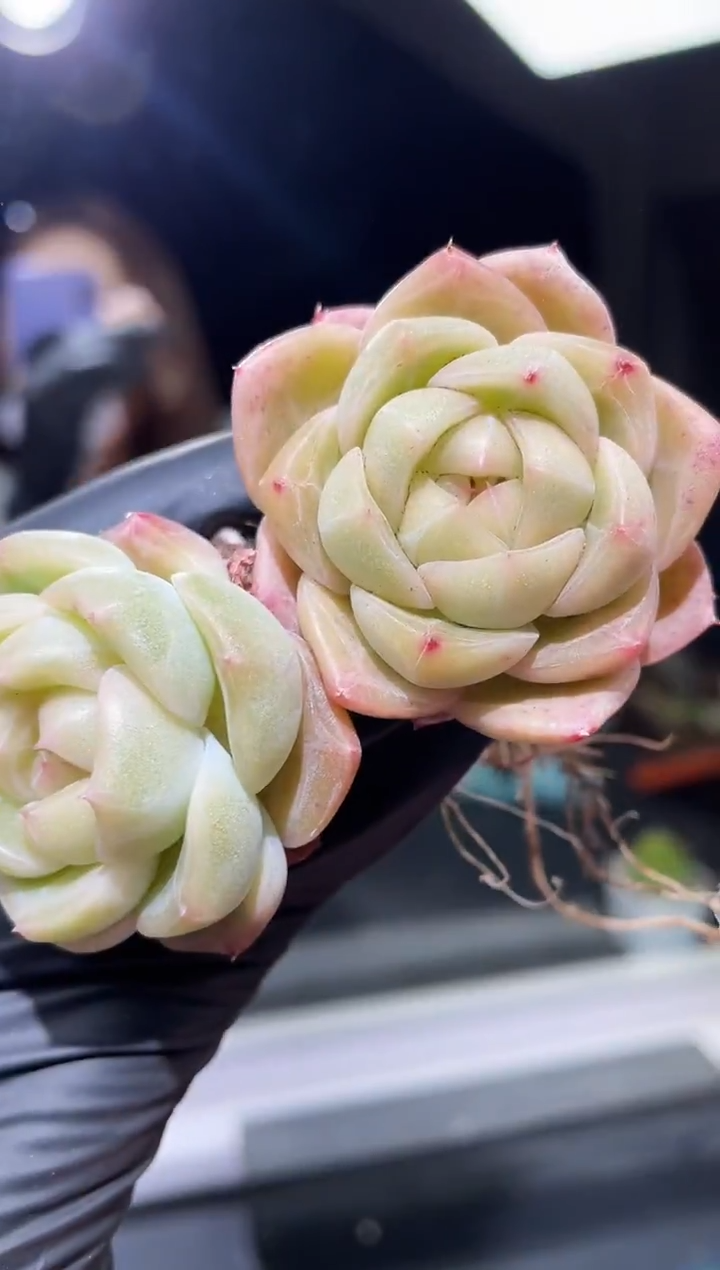 闪购482 黄珍多肉一颗  3.8-4厘米