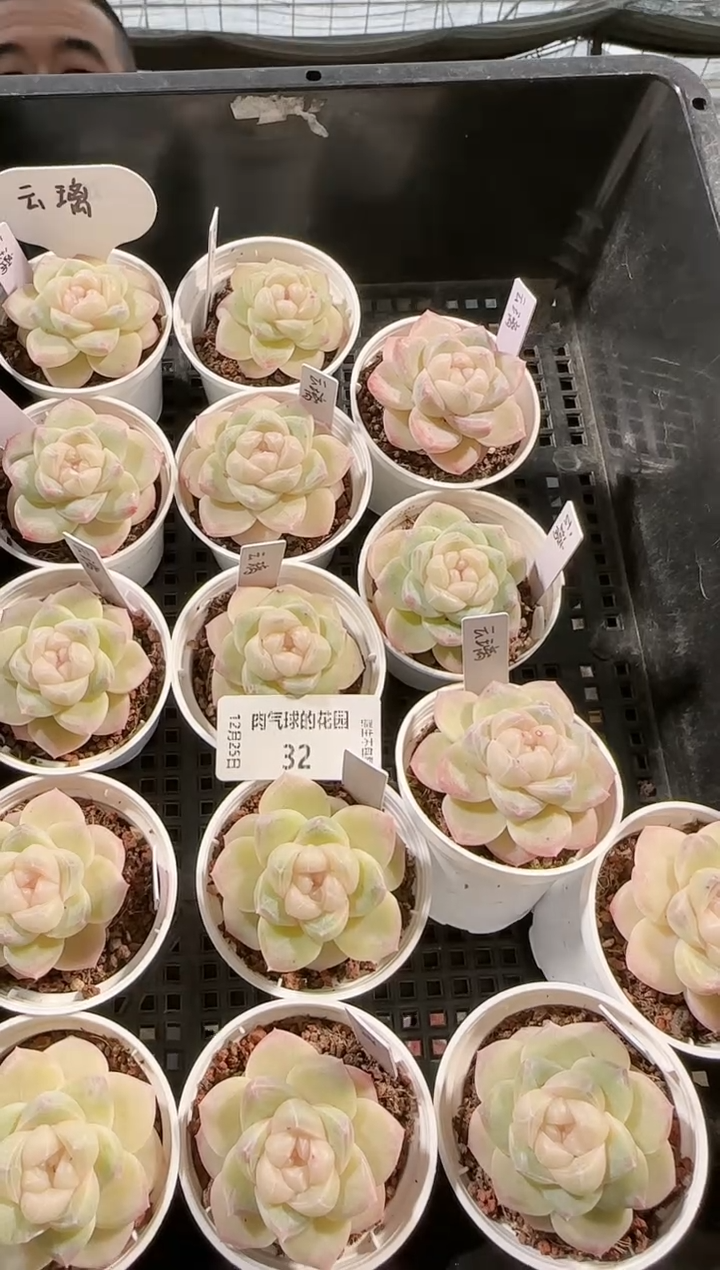 1225-32云璃多肉量拍任意发一颗群生不包整