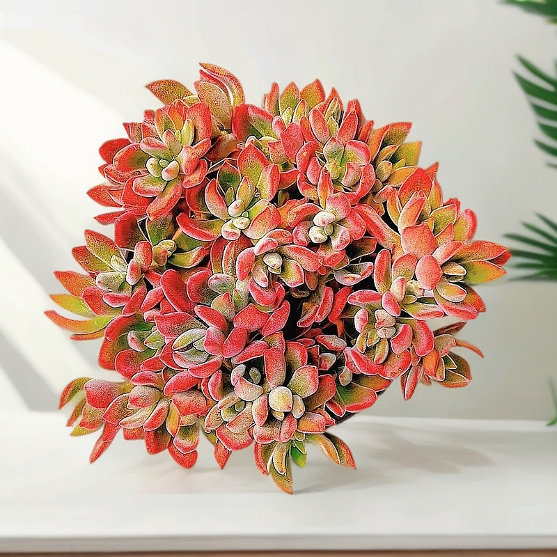 吉祥兔多肉植物阳台庭院办公室多肉植物新手好看好养带盆带土发货