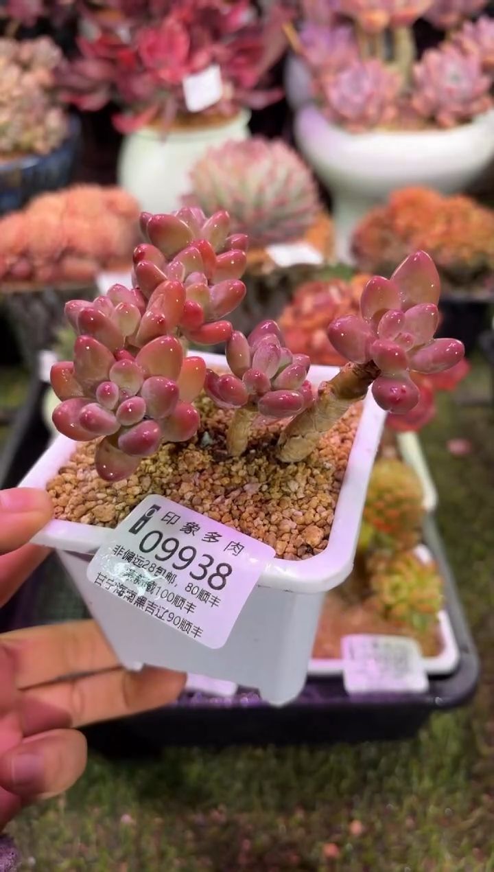 【闪购商品】09938