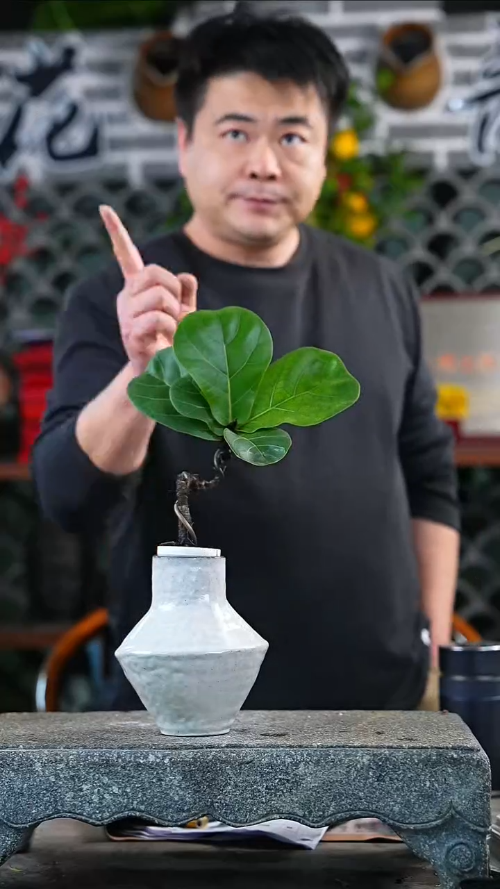 完全开放琴叶榕090+