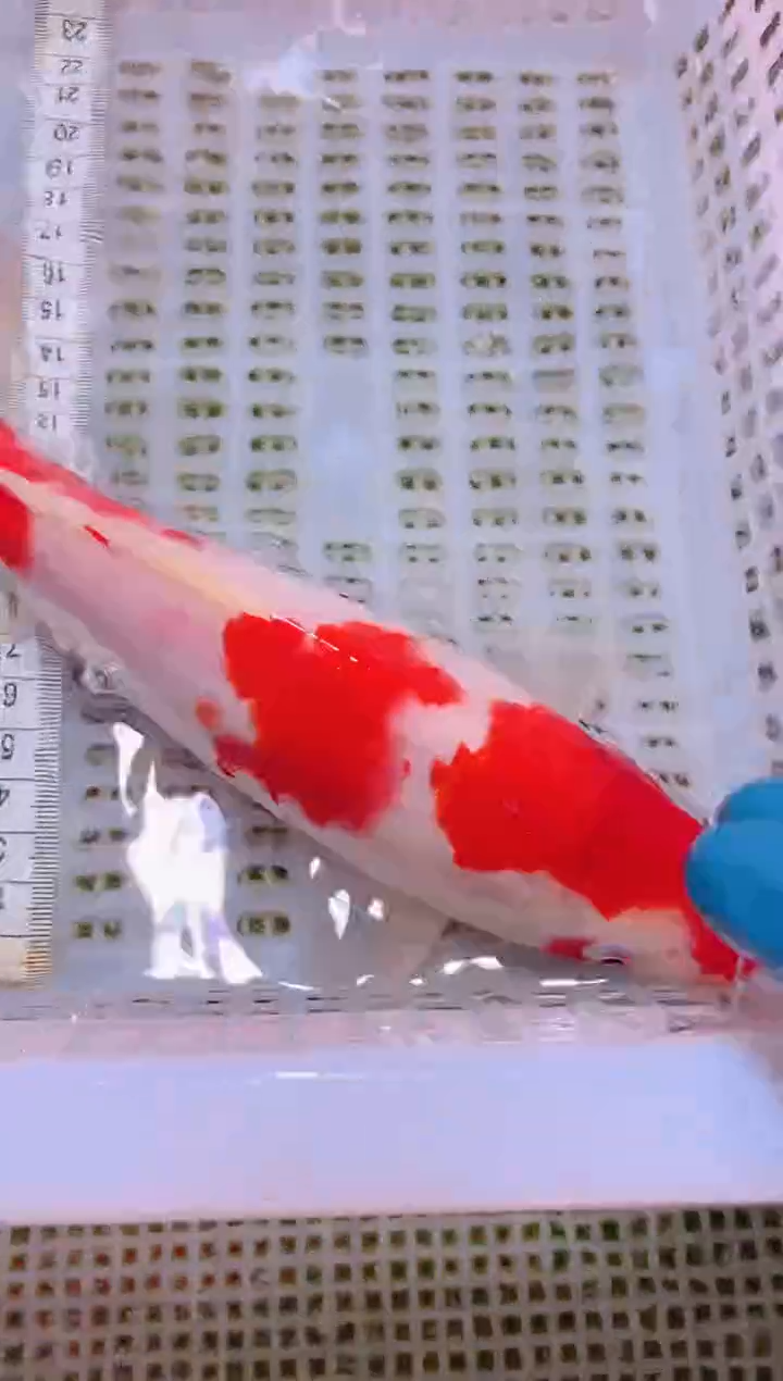 锦鲤冷水观赏鱼全场包邮213