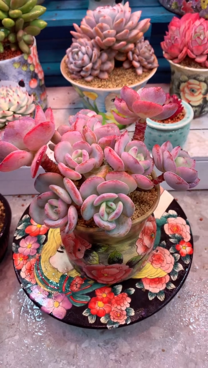 白月光054B（一物一拍，精品多肉，w所见即所得 ）